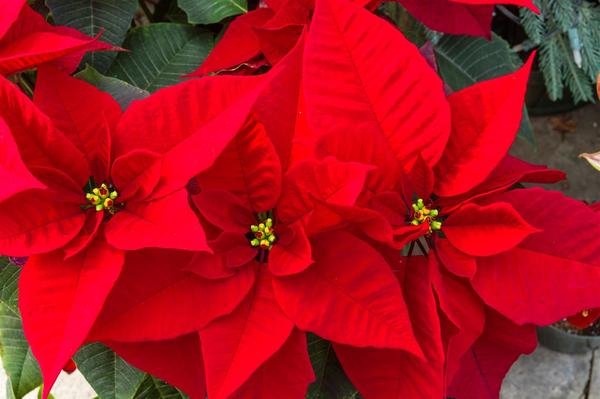 Poinsettias and planters